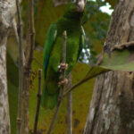 The critically endangered Puerto Rican Amazon (image by Eustace Barnes)