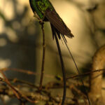 The stunning Red-billed Streamertail at Marshall’s Pen, Jamaica (image by Eustace Barnes)