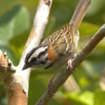 The endemic antillarum form of Rufous-collared Sparrow is restricted to the central highlands of Hispaniola (image by Eustace Barnes)