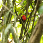 One of the most beautifully coloured species; the Crimson-hooded Manakin is a perennial favourite (image by Eustace Barnes)
