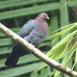 A very smart Scaly-naped Pigeon (image by Eustace Barnes)