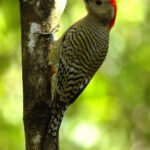 The distinctive caymanensis form of West Indian Woodpecker (image by Eustace Barnes)
