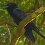 White-necked Crow is another striking species from Hispaniola (image by Eustace Barnes)