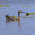 The West Indian Whistling Duck is increasingly rare in the Caribbean (image by Eustace Barnes)