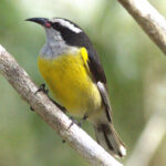 The endemic sharpie form of Bananaquit is very distinctive on Grand Cayman (image by Eustace Barnes)