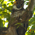 A roosting Great Horned Owl warily eyeing us (image by Eustace Barnes)