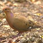 The smart looking Zenaida Dove (image by Eustace Barnes)