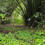 The Rio Abajo State Forest (image by Eustace Barnes)