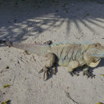 The Blue Iguana on Grand Cayman is always fun to see. (image by Eustace Barnes)