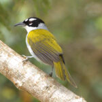 The very smart Black-crowned Palm-tanager (image by Eustace Barnes)