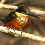 The smartest neotropical Kingfisher; the Green-and-rufous Kingfisher (image by Eustace Barnes)