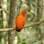The ultimate forest dandy: the Guianan Cock-of-the-Rock (image by Eustace Barnes)