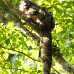 The uncommon Guianan Saki Monkey (image by Eustace Barnes)