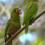 The endemic heterna form of Cuban Amazon is fairly common on Cayman Brac (image by Eustace Barnes)