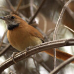 The pretty Hoary-throated Spinetail is restricted to riparian woodlands in Roraima and southern Guyana (image by Eustace Barnes)