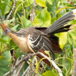 The prehistoric looking Hoatzin, the national bird of Guyana (image by Eustace Barnes)