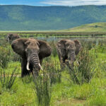 African Elephants in Ngorongoro Crater (image by Nik Borrow)