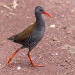 African Water Rail (image by Nik Borrow)