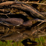 Agami Heron (image by Leo Garrigues)