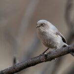 American Bushtit (image by Paul van Giersbergen)