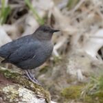 American Dipper (image by Paul van Giersbergen)