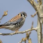 American Kestrel (image by Paul van Giersbergen)