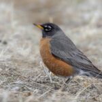 American Robin (image by Paul van Giersbergen)