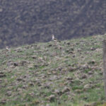 Andean Lapwing (image by Trevor Ellery)