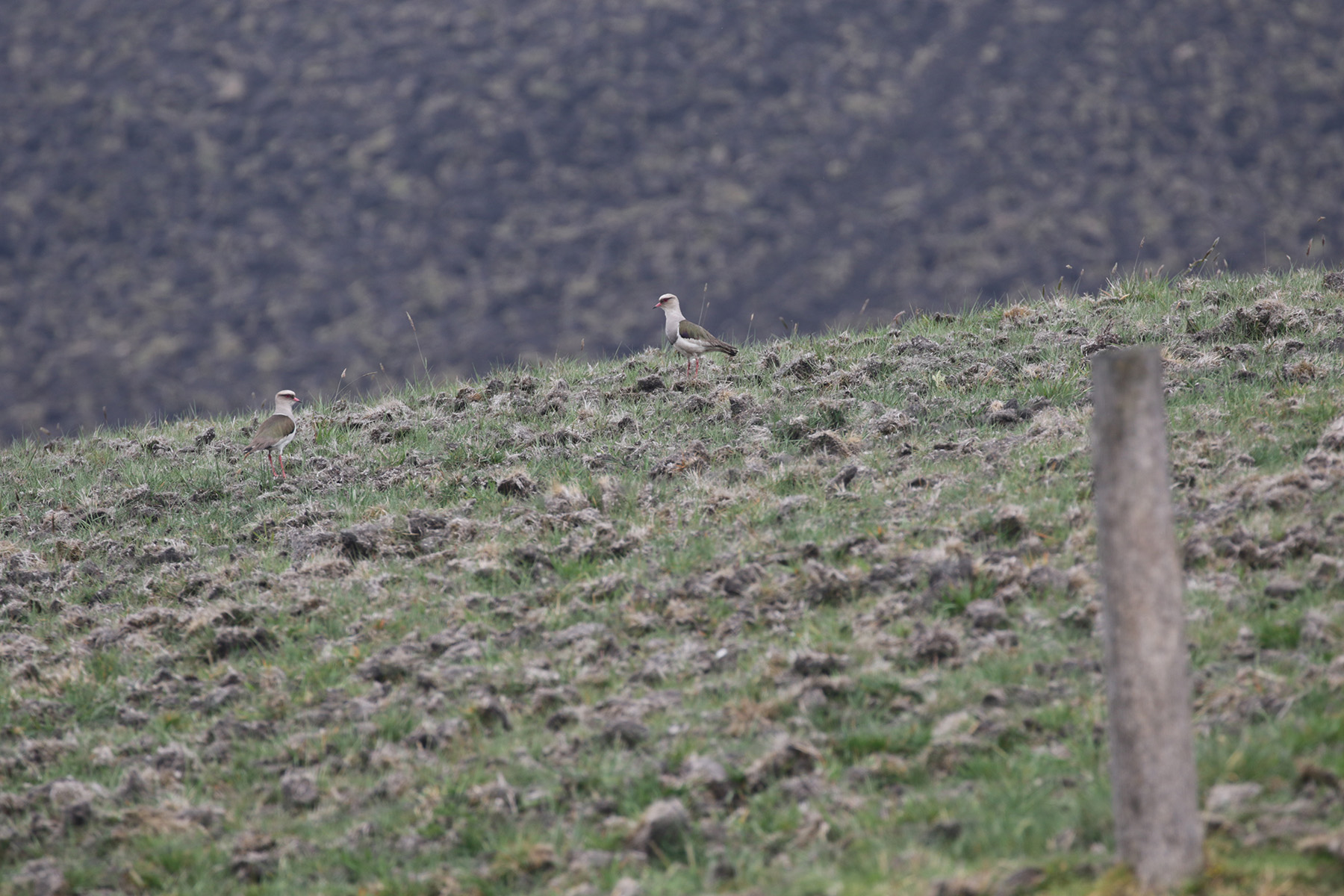 Andean Lapwing (image by Trevor Ellery)