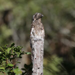 Andean Potoo (image by Trevor Ellery)