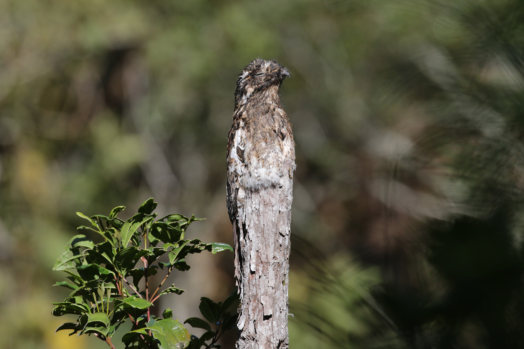Andean Potoo (image by Trevor Ellery)