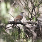 Antioquia Wren (image by Trevor Ellery)