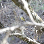 Apical Flycatcher (image by Trevor Ellery)