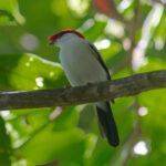 Araripe Manakin (image by Leo Garrigues)