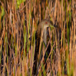 Ash-throated Crake (image by Leo Garrigues)