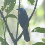 Azure-hooded Jay (image by Leo Garrigues)