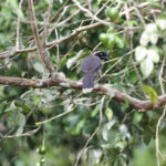 Azure-naped Jay (image by Trevor Ellery)