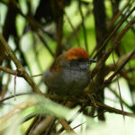 Bahia Spinetail (image by Leo Garrigues)