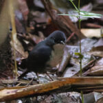 Bahia Tapaculo (image by Leo Garrigues)