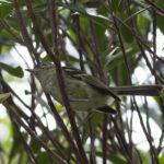 Bahia Tyrannulet (image by Leo Garrigues)