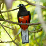 Baird's Trogon (image by Leo Garrigues)