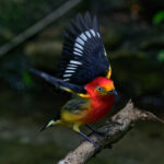 Band-tailed Manakin (image by Leo Garrigues)