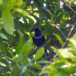 Banded Cotinga (image by Leo Garrigues)