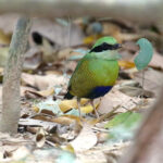 Bar-bellied Pitta (image by Craig Robson)