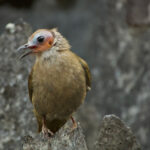 Bare-faced Bulbul (image by Craig Robson)