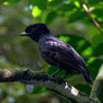 Bare-necked Umbrellabird (image by Leo Garrigues)