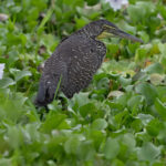 Bare-throated Tiger Heron (image by Anthony Kaduck)