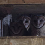 Barn Owls (image by Leo Garrigues)