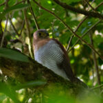 Barred Forest Falcon (image by Leo Garrigues)