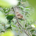 Barred Puffbird (image by Trevor Ellery)